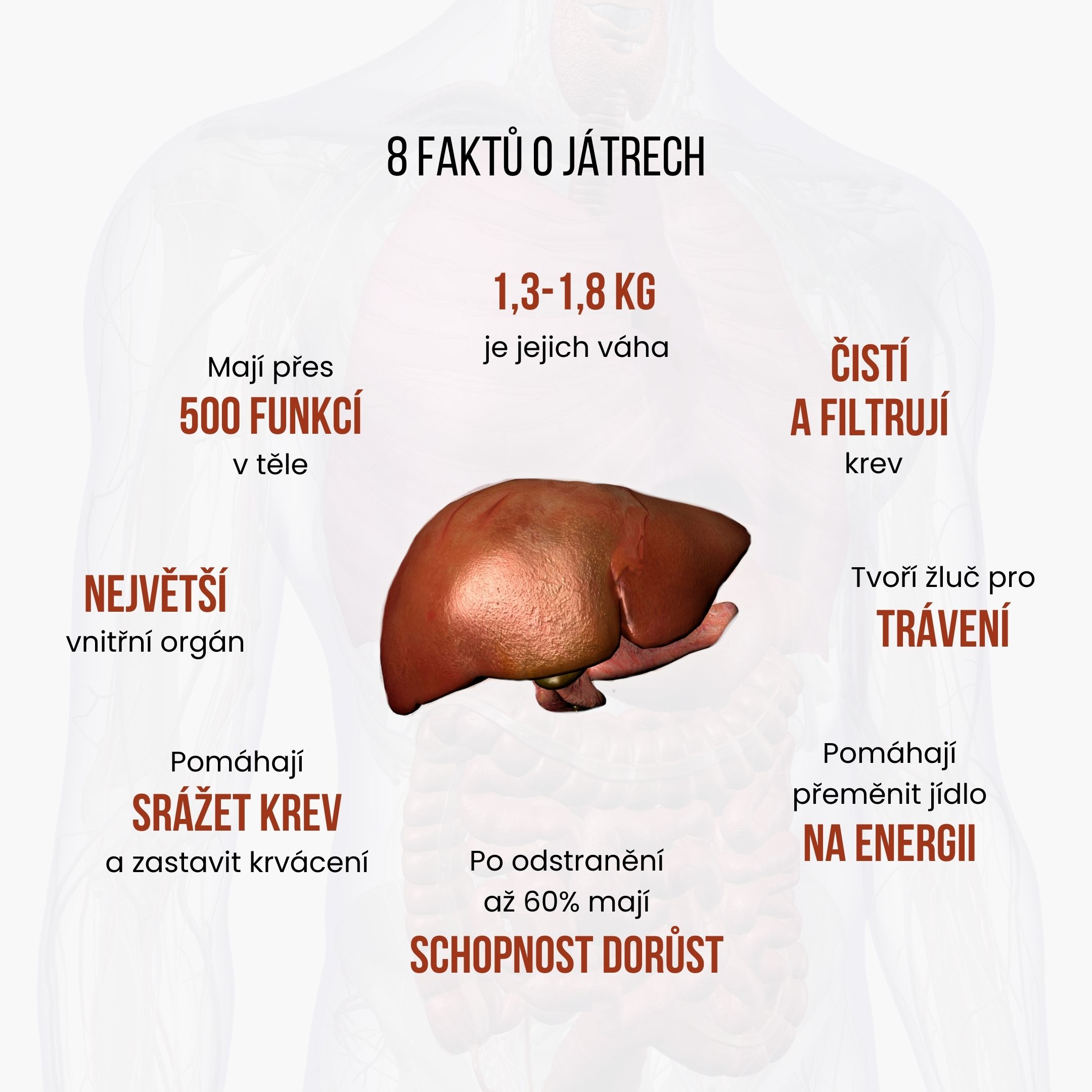 8 činjenica o jetri